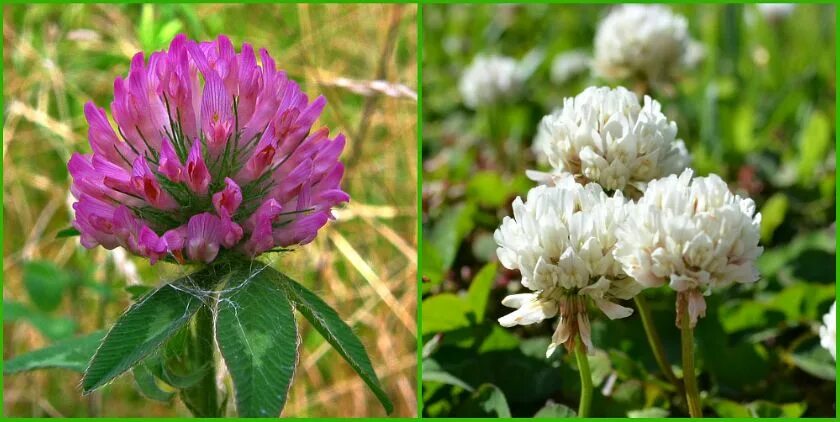 клевер магические свойства. растения луга клевер луговой. мифы о клевере. клевер пашенный цветок. клевер луговой долголетие.
