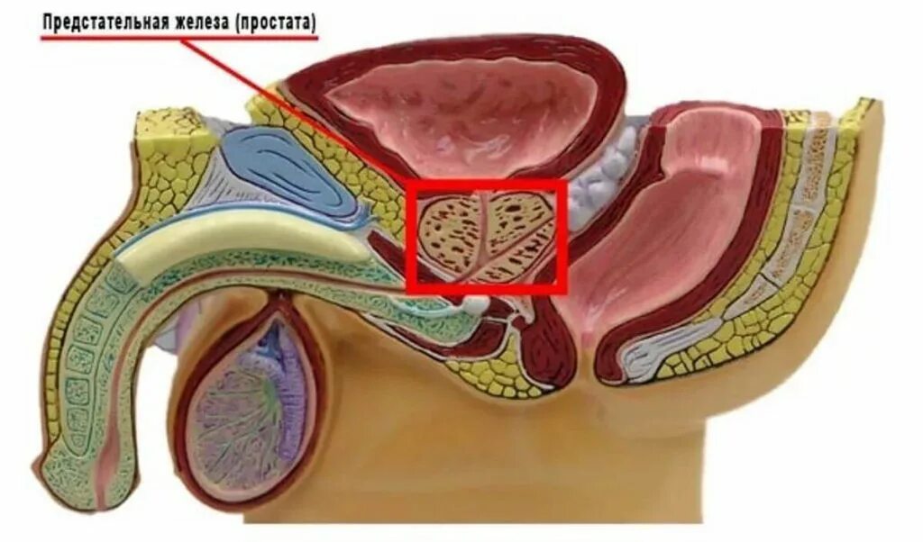Простата это железа. Предстательная железа у мужчин. Предстательная железа, Prostata. Простата железа у мужчин. Анатомия простаты у мужчин.