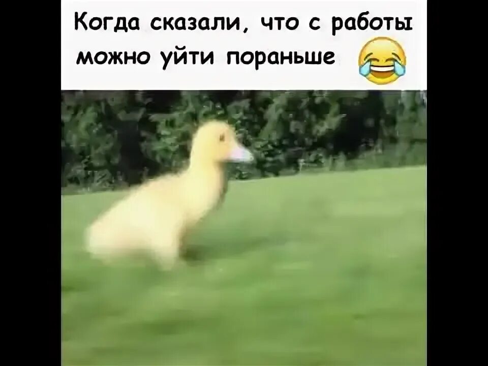 Что будет если уйти с работы раньше. Пятница домой с работы. уйти с работы пораньше. пятница а я на работе. когда ушел с работы пораньше.