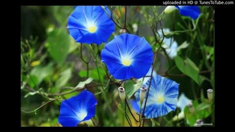 Morning glory
