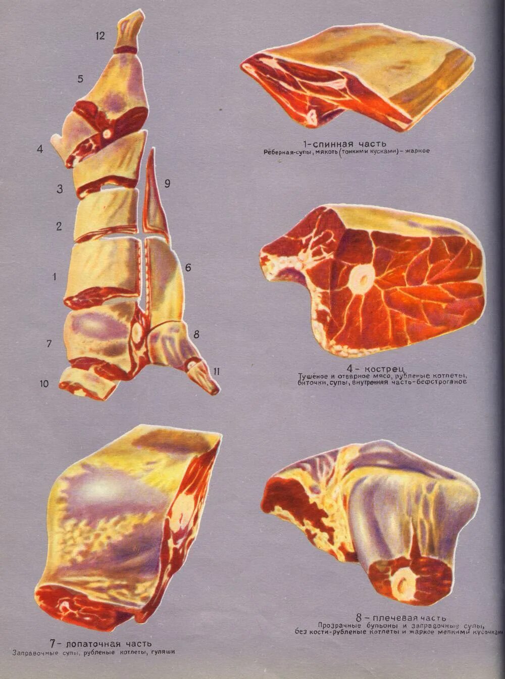 Нежная часть говядины. Разделка говядины схема. Почечная часть говядины. Спинная часть говядины. Анатомия говядины.