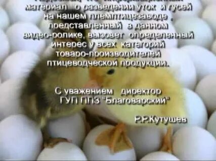 Благоварская птицефабрика