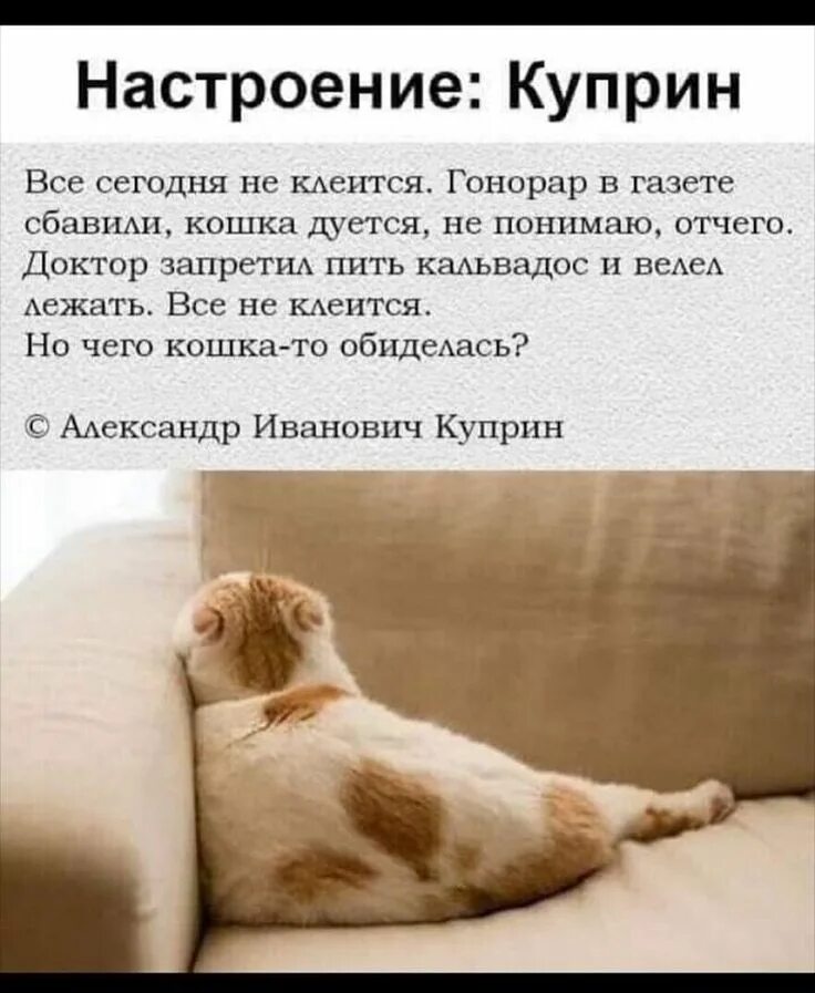 Почему обижен кот. Но почему кошка обиделась. кошечка обиделась на кота. куприн кошка обиделась. как понять что кот обиделся.
