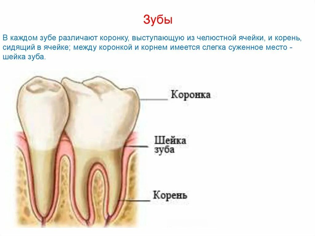 Где находится шейка зуба. Где находится шейка зуба. Строение корневого зуба. Анатомия зуба коронка шейка корень. Коронка шейка и корень зуба.