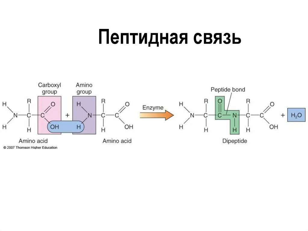 Пептидная связь. Схема пептидной связи. Образование пептидной связи. Пептидная связь в белках.