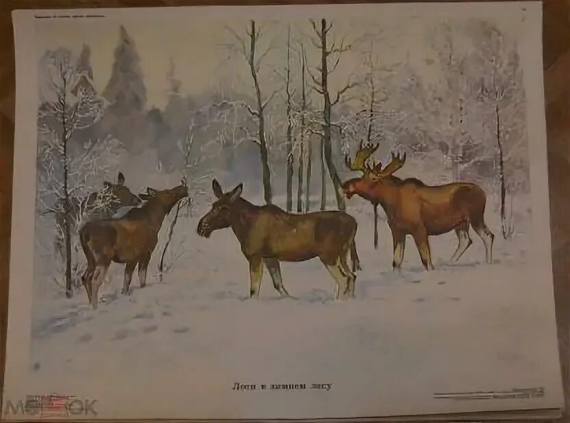 Лось ссср. Живопись 19 век сон Лось зима. Картина лоси в лесу художник 1970ые.