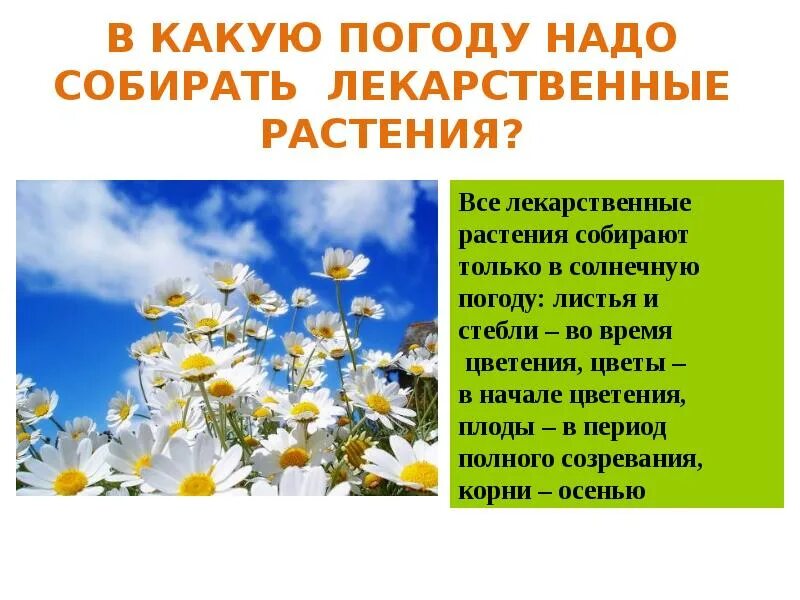 Проект лекарственные травы 3 класс Исследовательский проект лекарственные растения