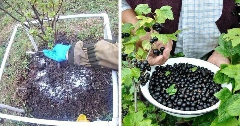 Чем подкормить черную смородину весной. Смородина в огороде. Подкормка смородины. Грядки для смородины. Черная смородина в огороде.