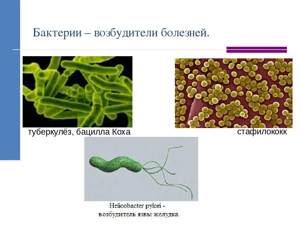 Бактерии примеры заболеваний. Бактерии возбудители. Возбудители бактериальных заболеваний. Заболевания вызванные бациллами. Бациллы бактерии болезни.