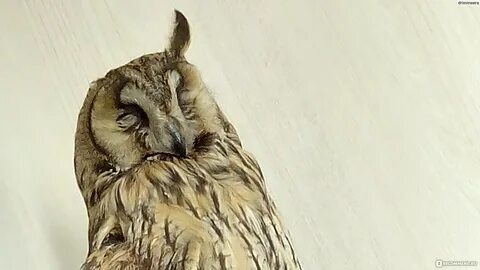 Филин отзывы