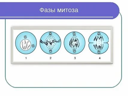 Краткая характеристика фаз митоза