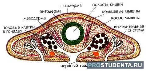 Какой покров тела у плоских червей