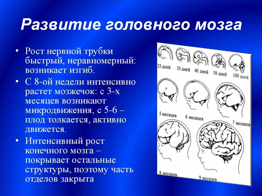 Развитие головного мозга. Стадии формирования мозга. Этапы развития головного мозга человека. Этапы эволюции головного мозга. Возрастные изменения мозга