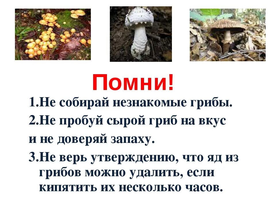 Проект лесных опасностях окружающий мир подробнее Презентация для урока окружающего мира "Лесные опасности" начальные классы, пр