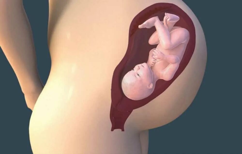 Плод на 40 неделе беременности фото. 38-40 Недель беременности плод. Ребёнок на 38 неделе беременности в утробе. Ребёнок на 40 неделе беременности. 40 недель схватки роды