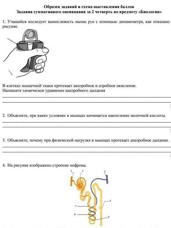 Сор по биологии 7 класс. Ответы на сор по биологии 9 класс 2 четверть. соч по биологии 9 класс 2 четверть. соч биология 7 класс 2 четверть. соч по биологии 8 класс 4 четверть.