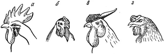 Форма гребня у кур