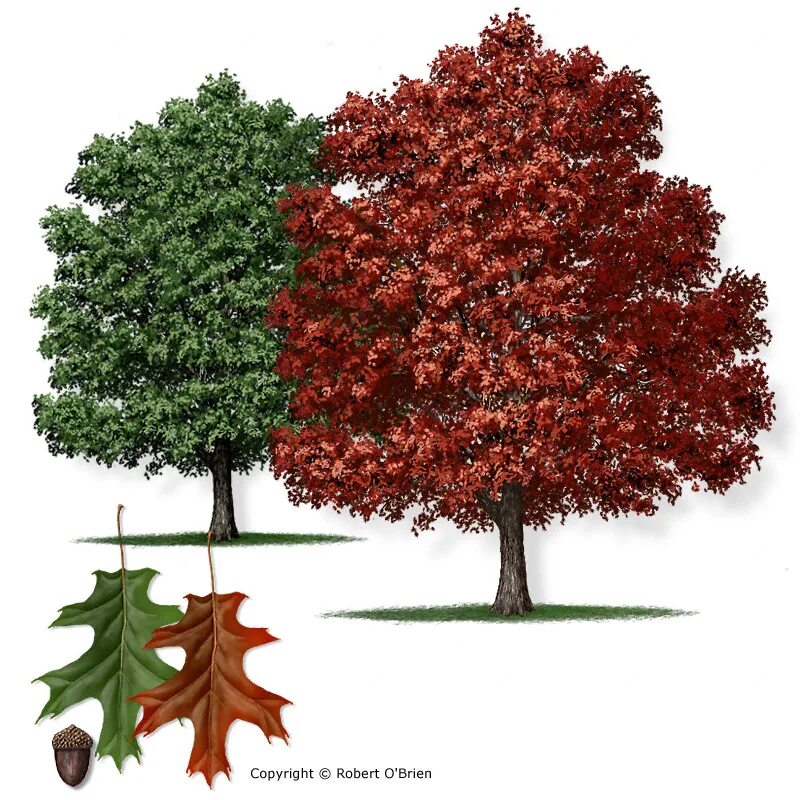 Red heights. Дуб красный Quercus rubra. Дуб красный, Северный Quercus rubra. Quercus rubra (дуб красный) 'Aurea'. Дуб канадский краснолистный.