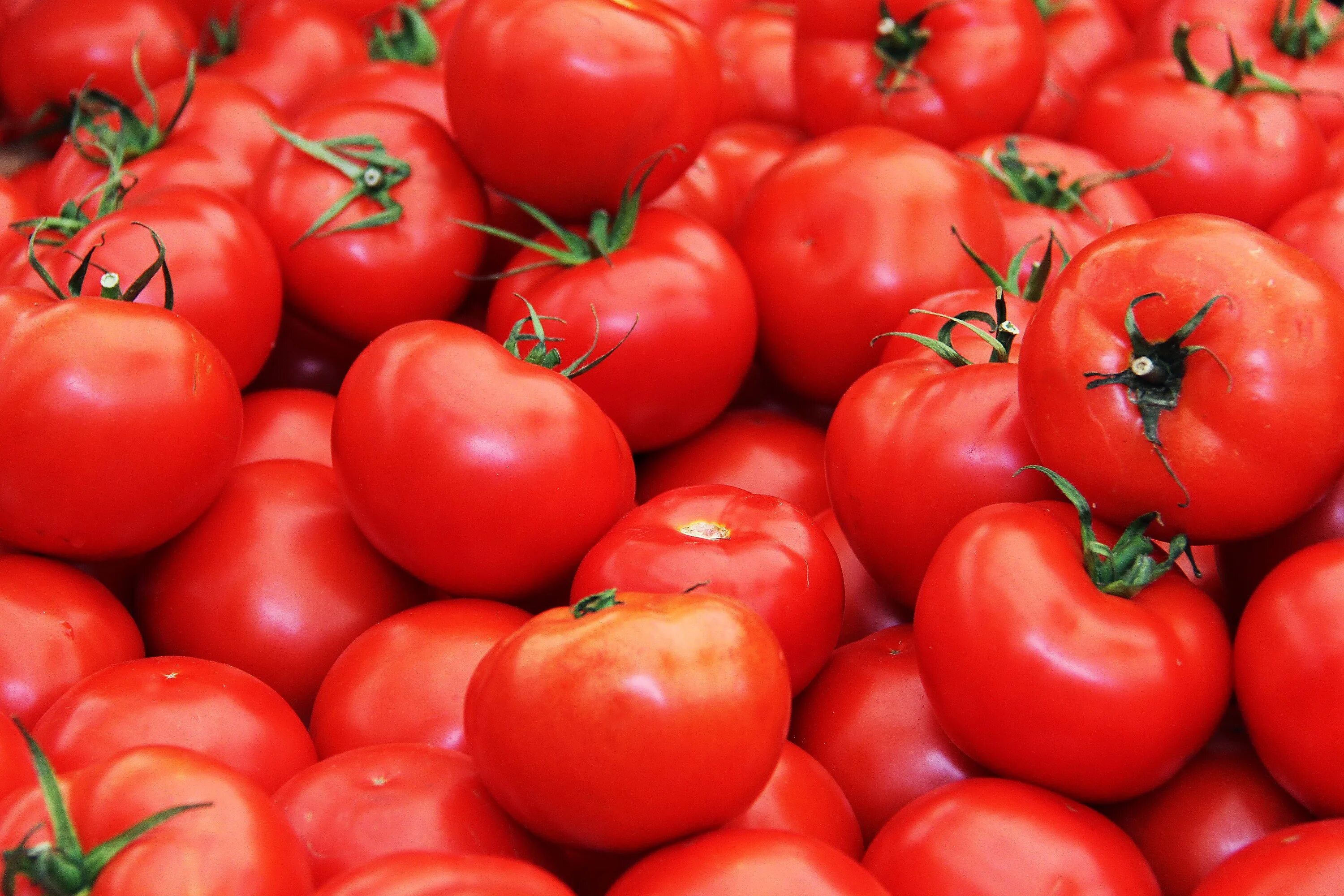 Tomato red