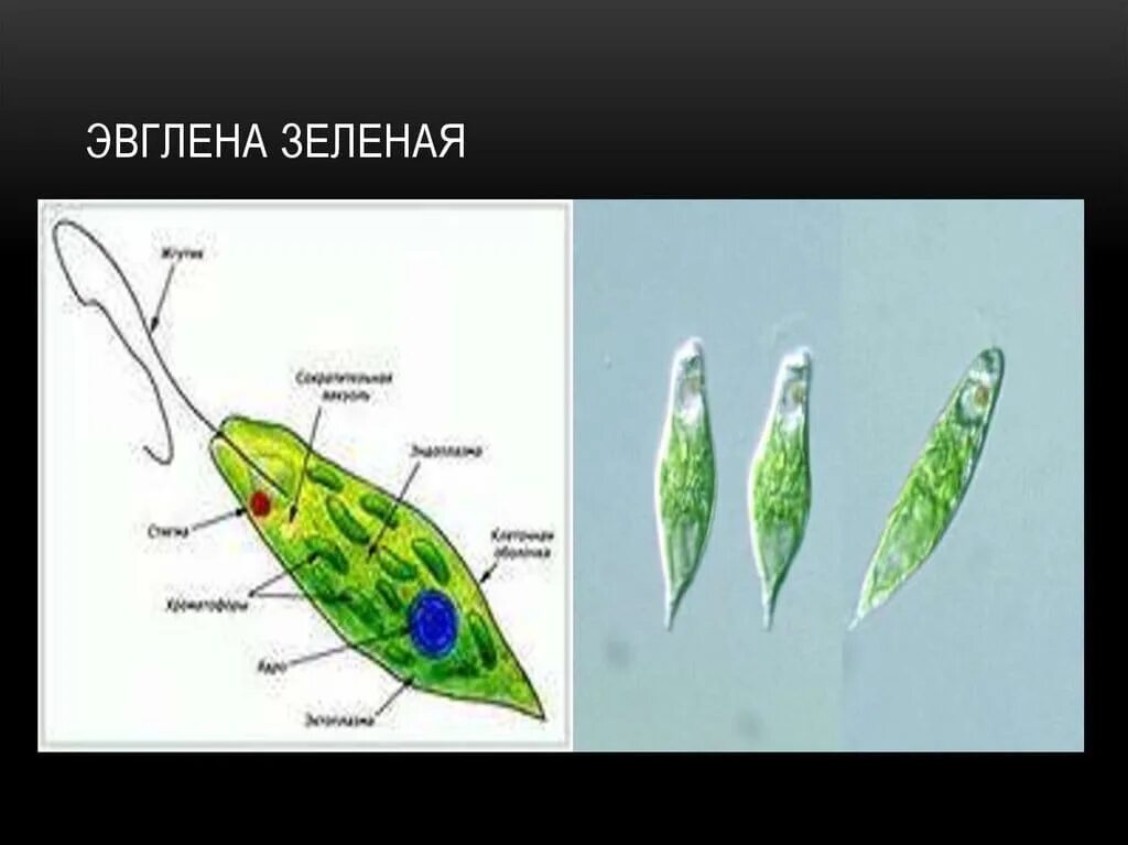 Стигма у эвглены. Органы движения эвглены зеленой. Органы движения евглена зеленая. Раздражимость эвглены зеленой.