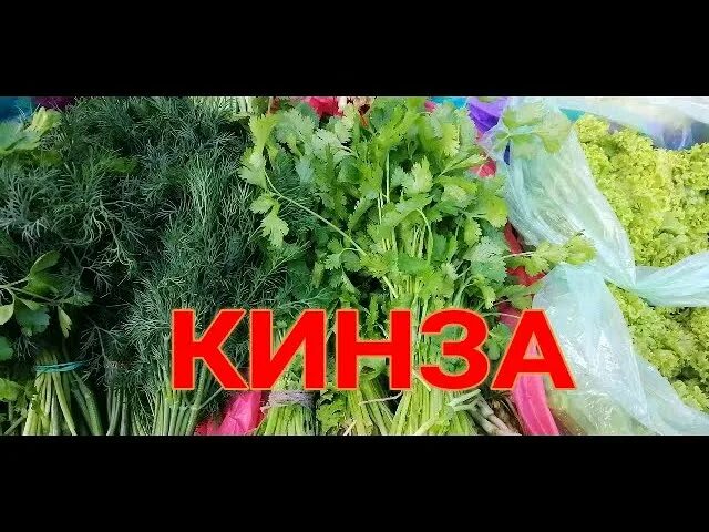 Чем полезна кинза для женщин для организма. Кинза полезные свойства для организма. Кинза полезные свойства для организма человека. Кинза польза и вред для здоровья человека.