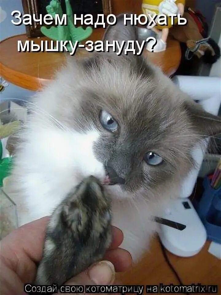 Кошка обнимает шею. Кот нюхает носки. Кот занюхнул. Кот понюхал подмышку. Кот нюхает.