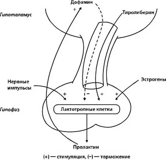 Симптомы повышенного пролактина у мужчин. Патогенез гиперпролактинемии схема. Регуляция секреции пролактина схема. Схема выработки пролактина. Гиперпролактинемия патогенез.