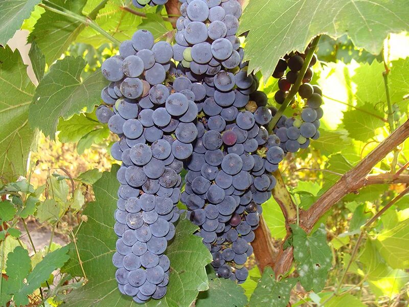 Дальневосточный виноград амурский. Виноград амурский vitis amurensis. Амурские сорта винограда. Виноград один амурский прорыв. Виноград зимостойкий амурский.