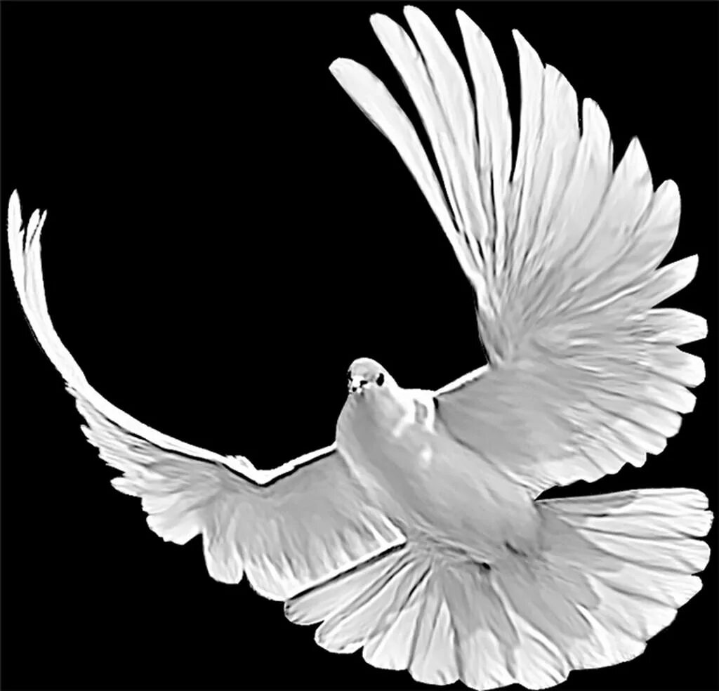 Птицы для гравировки. Голубь черно белый. Голубь ретушь. Голубь гравировка. Голубь гравировка.