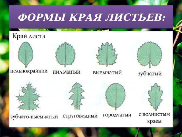 Формы листовой пластинки таблица. Край листовой пластинки. По форме края листовой пластинки. Форма края листовой пластины. Четыре формы листа