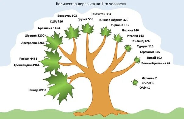 Сколько деревьев в москве. Количество деревьев. Количество деревьев на 1 человека. Численность деревьев. Сколько деревьев в России.