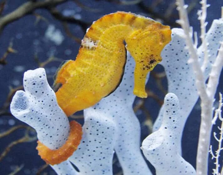 Большебрюхий морской конек. Интересные факты о морских коньках. Необычный морской конек. Морской конек в кораллах.