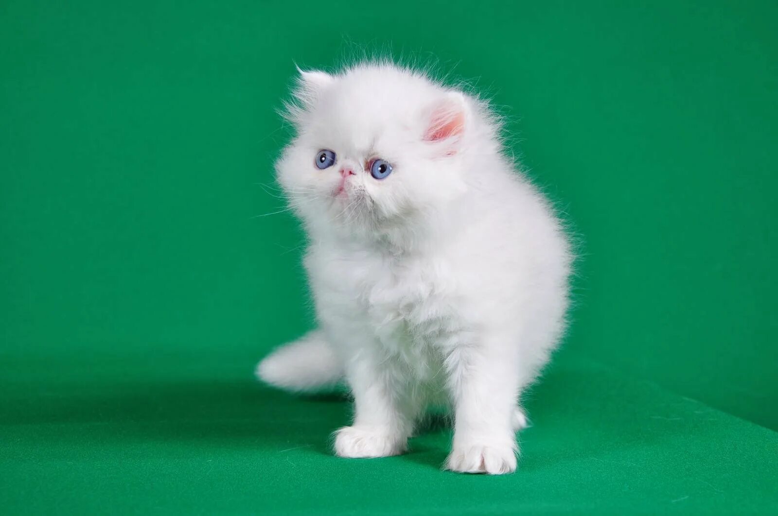 Котята экзоты белые. Персидская кошка котята белые. Персидская кошка котята белые. Маленький перс. Персидский котенок белый.