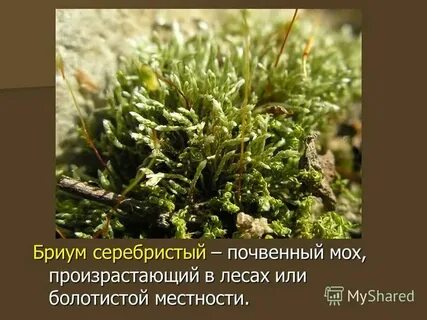 Ботаники изучающий мхи