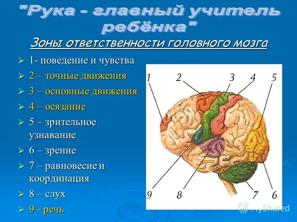 Низших отделов мозга