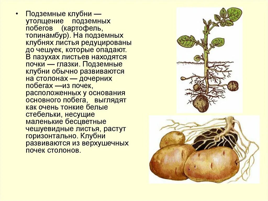 Клубень картофеля и ус садовой земляники. Вегетативное размножение подземными видоизмененными побегами. Вегетативное размножение клубнями и луковицами. Вегетативное размножение растений побег. Вегетативное размножение клубнями примеры растений.