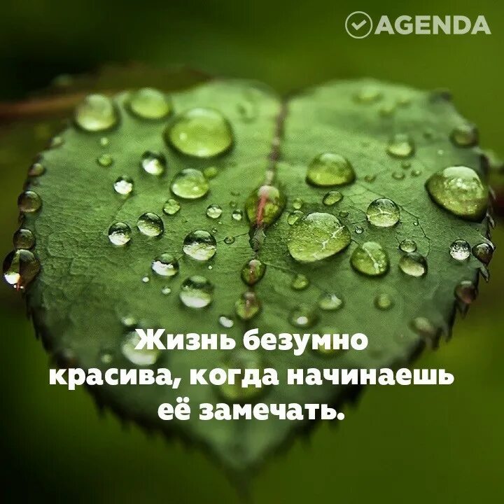 Жизнь прекрасна содержание. Безумно красивые цитаты. жизнь безумно красива когда начинаешь замечать. жизнь безумно красива картинки. жизнь замечательна и удивительна если замечать.