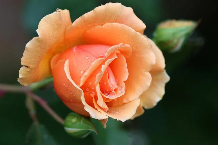 Sunday rose