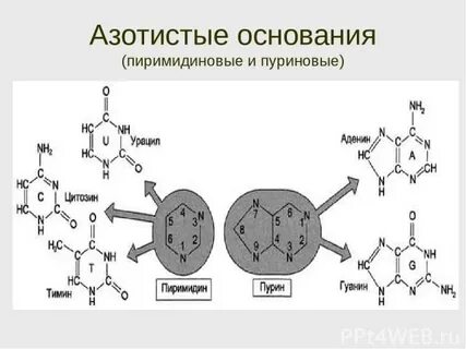 Пуриновые и пиримидиновые основания это