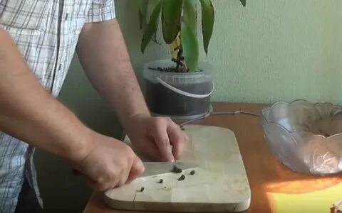 Золотой ус компрессы