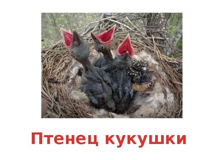 Донцова кукушонок из семьи дровосеков слушать. Донцова кукушонок из семьи дровосеков слушать