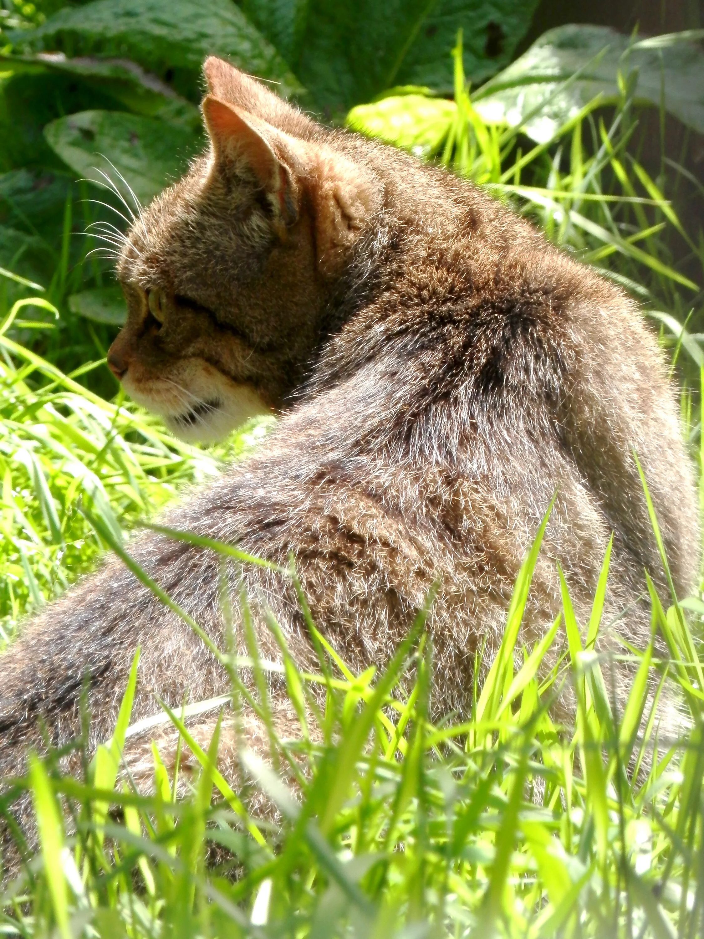 Шотландская Лесная кошка. Шотландская Дикая Лесная кошка. Рысь Лесная кошка. Лесной котенок. Песни дикая кошка