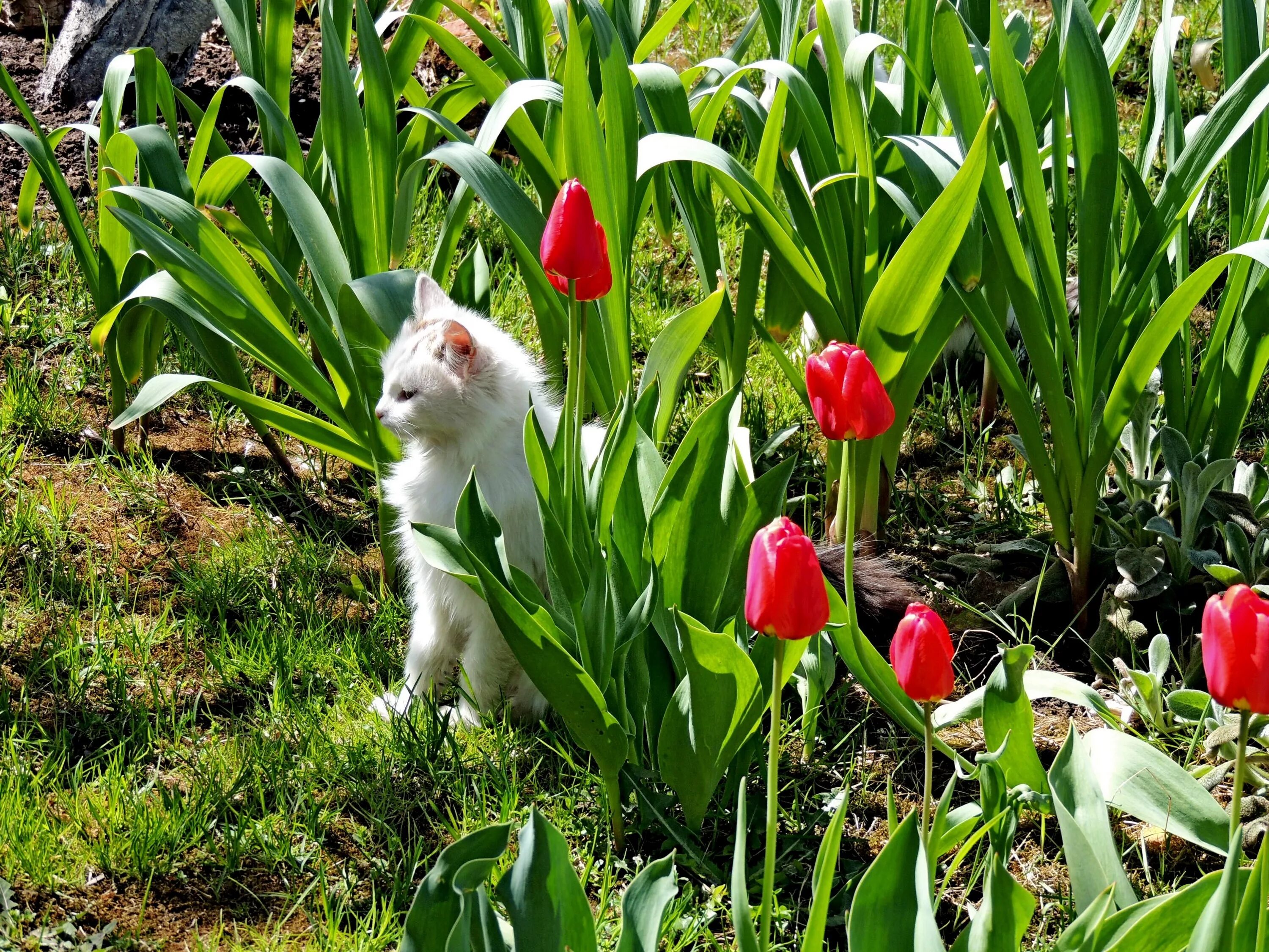 Котик с тюльпанами. Коты с тюльпанами. Кот среди тюльпанов. Котенок Тюльпанчик. Весенний котик с тюльпаном.