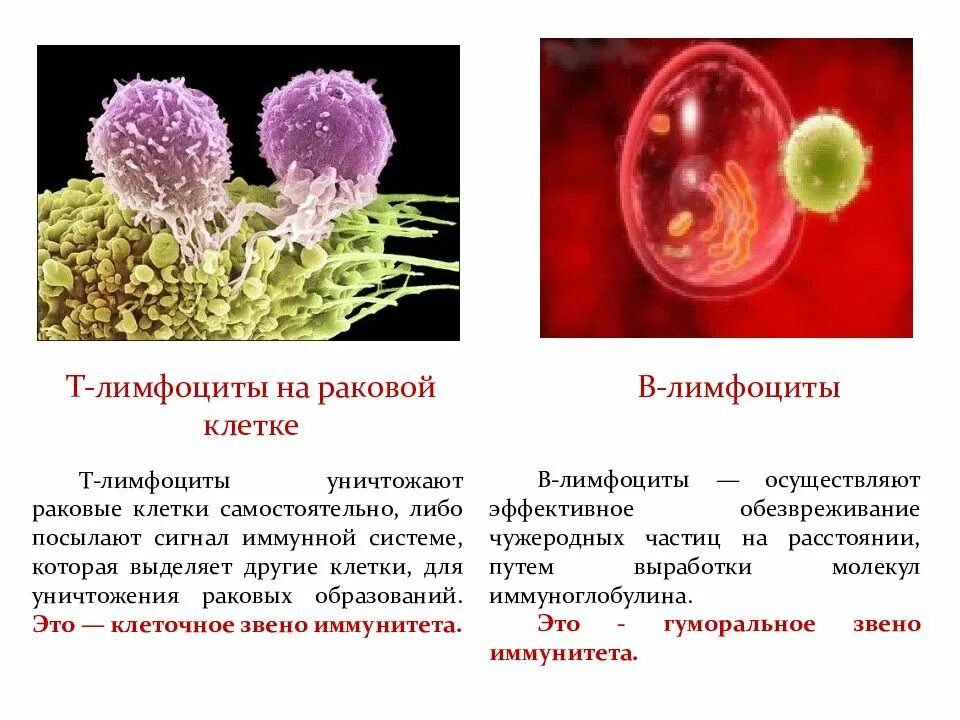 В1 лимфоциты иммунология. Клетки иммунной системы т-киллеры. Т клетки и в клетки иммунной системы. Клетки b и т лимфоциты. Лимфоциты состав