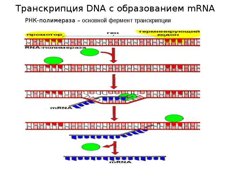 Транскрипция РНК схема. Транскрипция РНК схема биохимия. Схема транскрипции ДНК биохимия. Схема транскрипции ДНК И РНК биохимия.