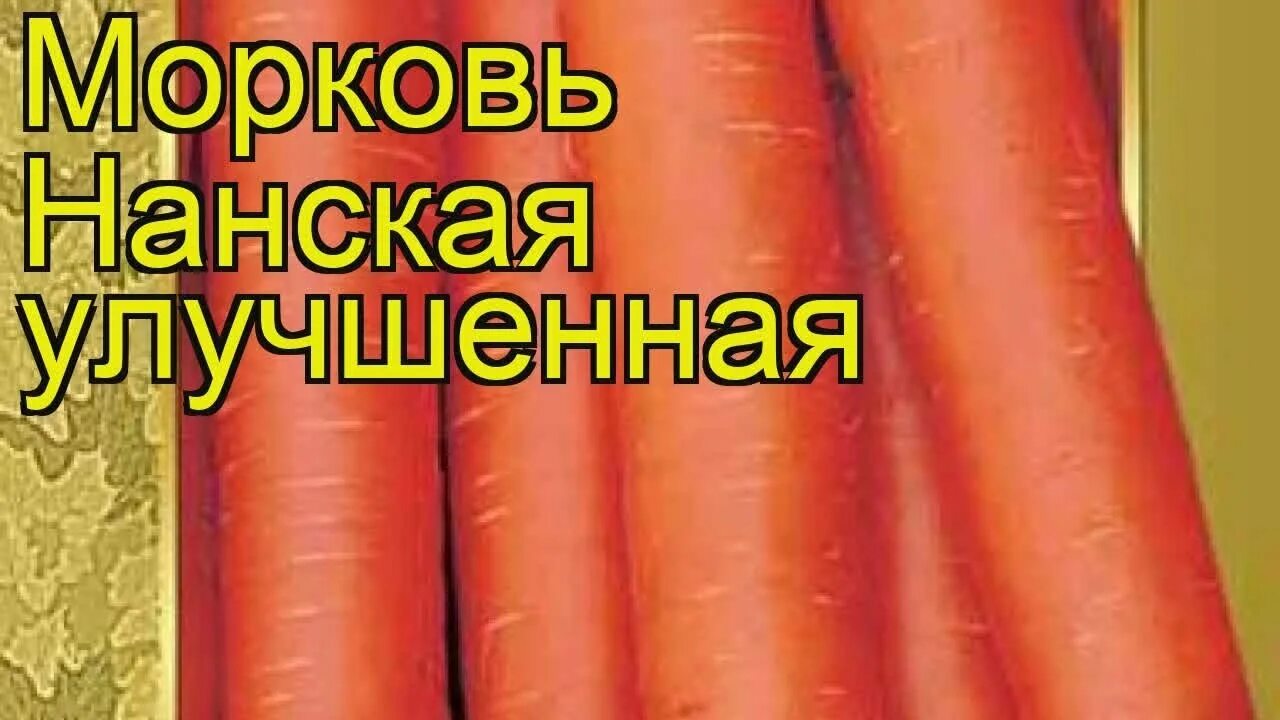 Морковь нанская. Морковь нантская улучшенная. морковь семена без хлопот без гмо. морковь лосиноостровская 13 на ленте. алиса скажи пожалуйста фото нанской моркови.