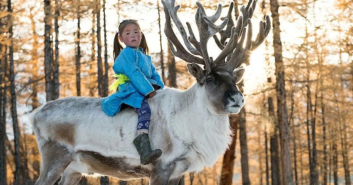 Верхом на оленях. Северный олень и человек. Человек на Северном олене. Человек верхом на олене. Олены даниловны