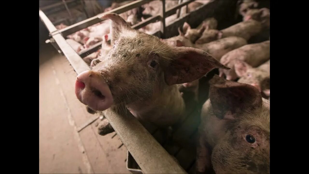 Animals treated