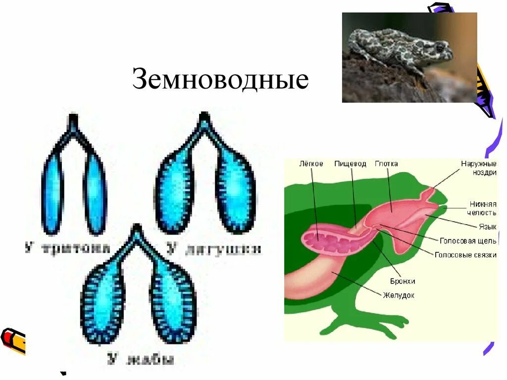Ячеистое строение легких. Земноводные эволюция дыхательной системы. эволюция дыхательной системы земноводных. дыхательная система земноводных схема. строение дыхательной системы земноводных.