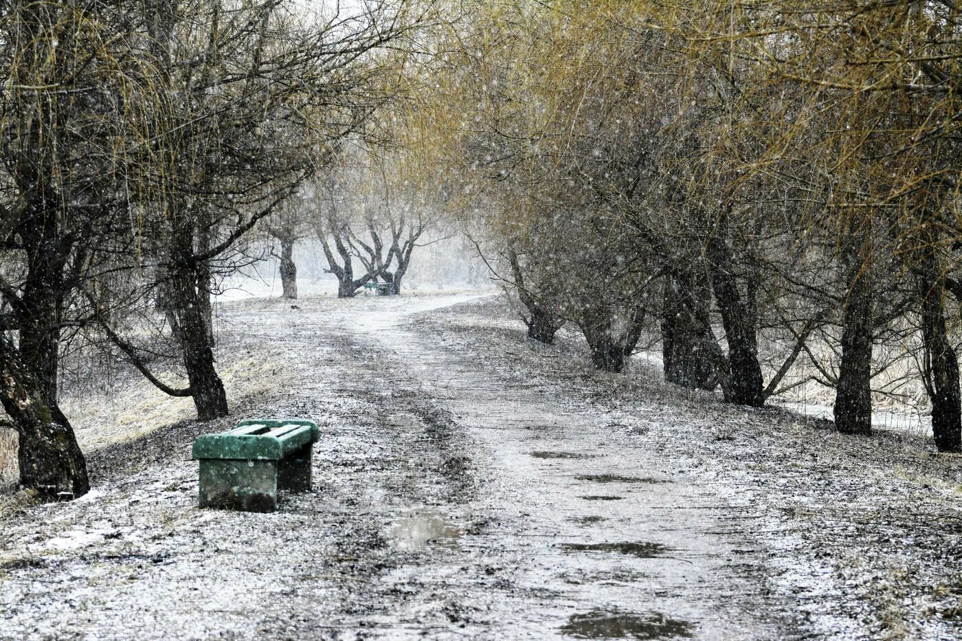 Зимний городской пейзаж. В зимнем парке тополя так грустны. В зимнем парке тополя так грустны. Деревья зимой в городе. Ольга дидык художник картины.